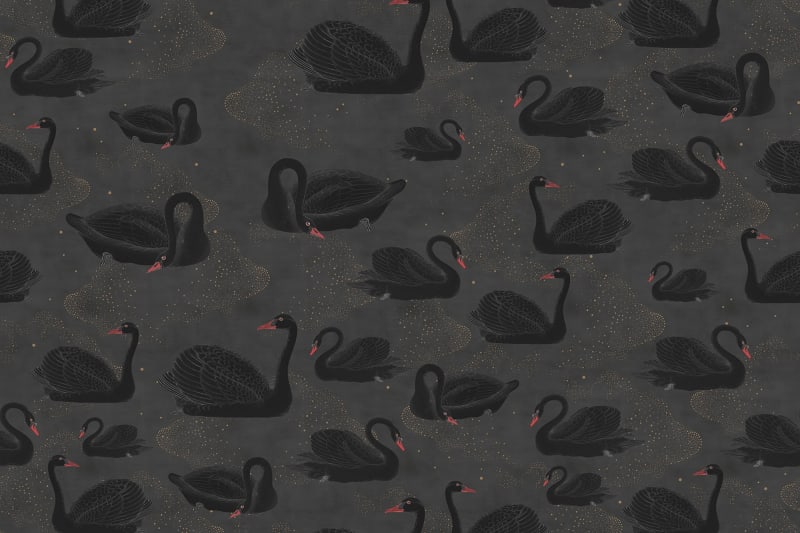 Black Swan Wallpaper