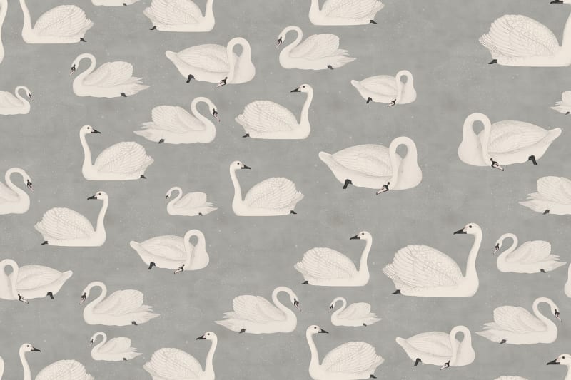 Gray Swan Wallpaper