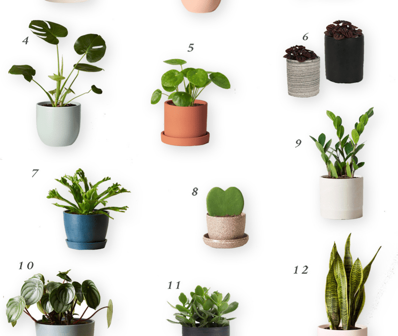 Real Potted Plants for the Nursery or Kid’s Room