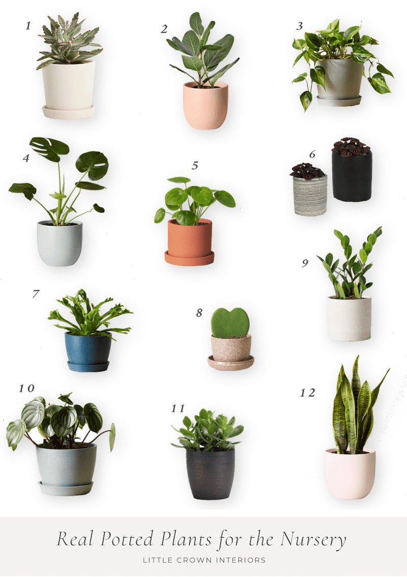 Potted Live Plants for the Nursery