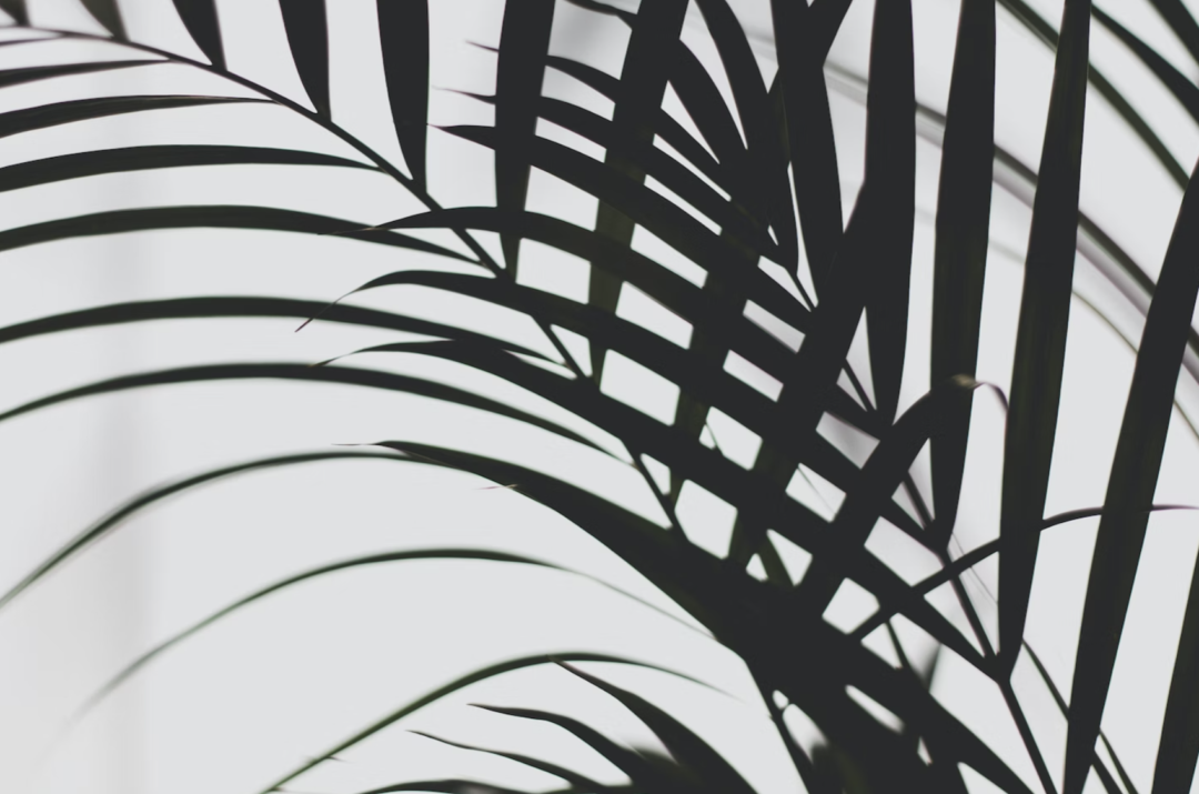 Palm Leaf Print Art